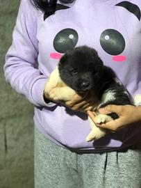 Akita Americano Cuccioli