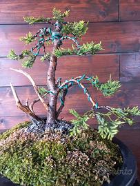 Bonsai di ginepro