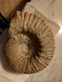 fossile 