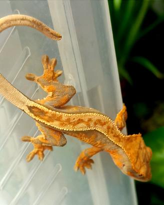 Femmina geco Ciliatus baby, teca, insetti