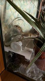 Geco leopardino