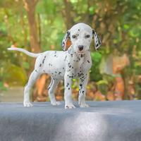 Cucciola di Dalmata