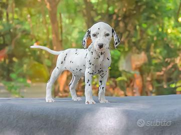 Cucciola di Dalmata