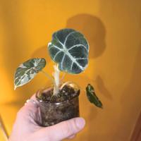alocasia varie 