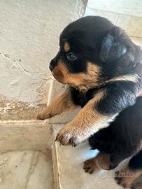 Rottweiler femmine