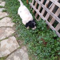 Cucciole femmine da tartufi