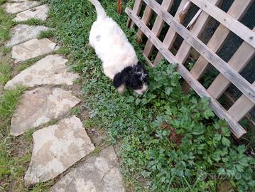 Cucciole femmine da tartufi