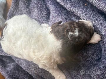 Cuccioli di lagotto