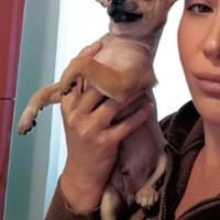 Chihuahua cucciolo pelo corto