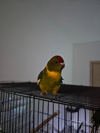 Kakariki fronte rossa 