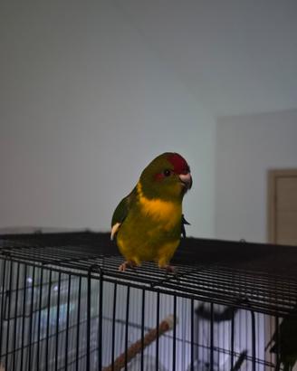 Kakariki fronte rossa 