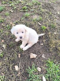 cuccioli pastore maremmano 