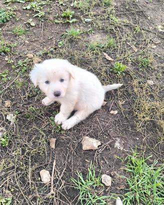 cuccioli pastore maremmano 