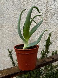 TALEE Aloe arborescens
