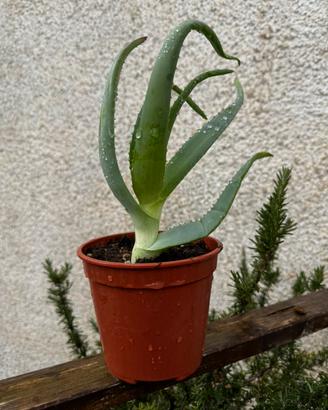 TALEE Aloe arborescens