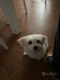 Maltese femminuccia