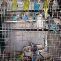 Cocorite e inseparabili