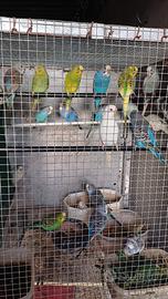 Cocorite e inseparabili