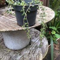 Senecio a collana 30 cm