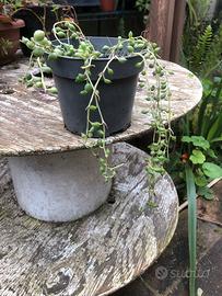 Senecio a collana 30 cm