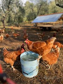 galline ovaiole