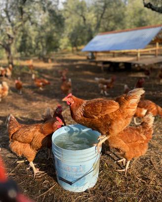 galline ovaiole