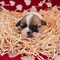 Jack Russell Terrier