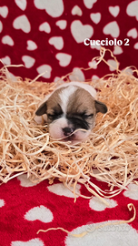 Jack Russell Terrier