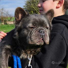 Bouldogue Francese Fluffy Blue Brindle Monta