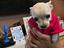 Immagine 6