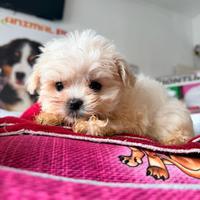 Maltese