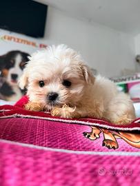 Maltese