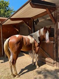 Cavallo-Puledro