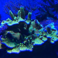 Montipora confusa corallo sps