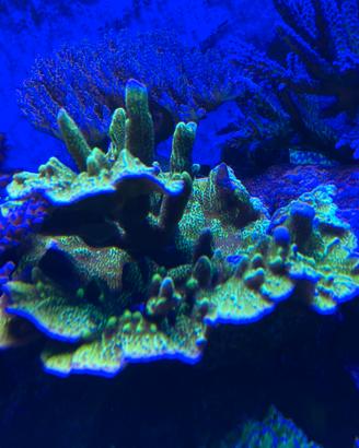 Montipora confusa corallo sps