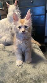 Maine Coon