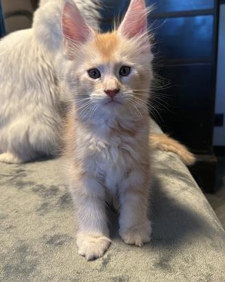 Maine Coon