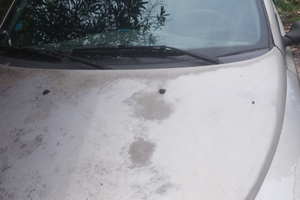 Lancia y elefantino blu