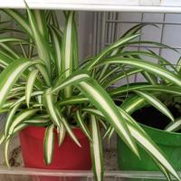 Piantine Falangio o Nastrino