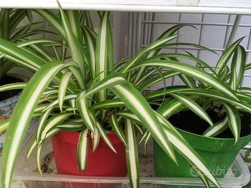 Piantine Falangio o Nastrino