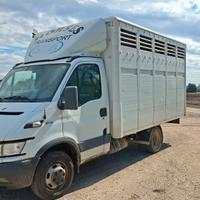 Iveco Daily trasporto animali vivi
