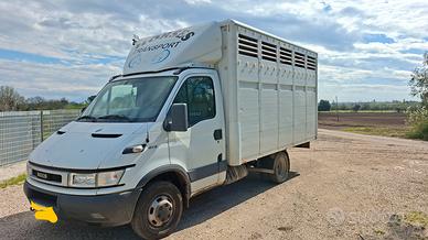 Iveco Daily trasporto animali vivi