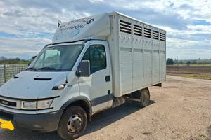 Iveco Daily trasporto animali vivi