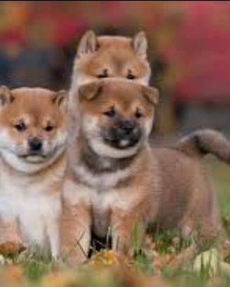 Shiba inu