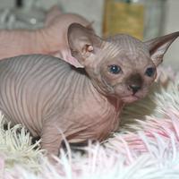 Cuccioli Sphynx