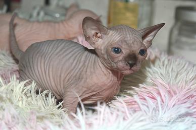 Cuccioli Sphynx