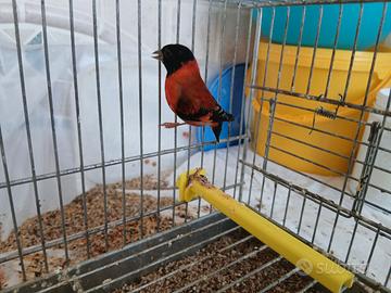 Coppi Cardinalino del Venezuela 2026