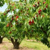 Due ettari di ciliegeto a Turi