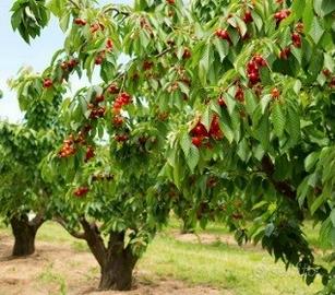 Due ettari di ciliegeto a Turi