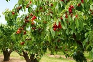 Due ettari di ciliegeto a Turi